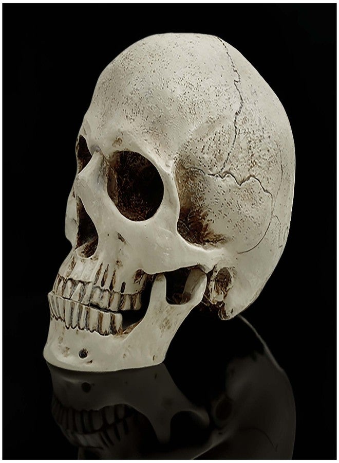 PlentifulHome Realistic Resin Human Skull Decor - Life-Size Halloween Skeleton Head with Removable Jaw, Macabre Fake Skull Prop for Home, Office, or Haunted Display - Image 1